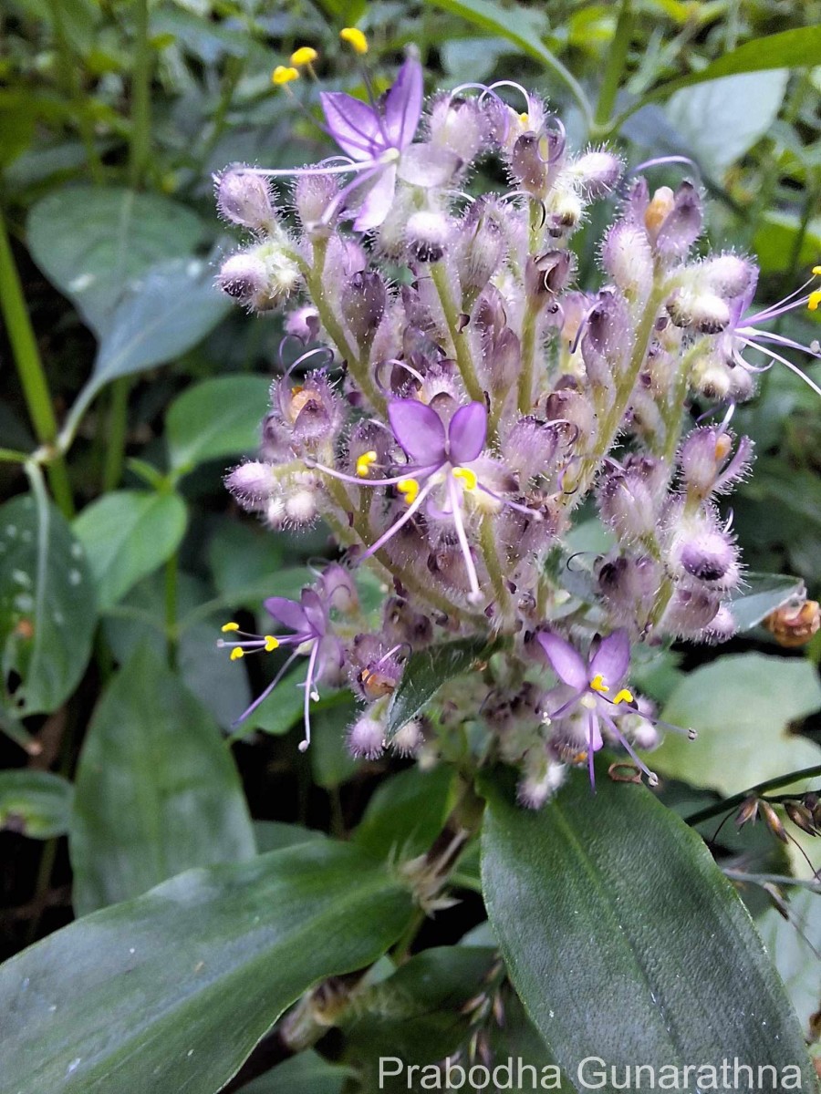 Floscopa scandens Lour.